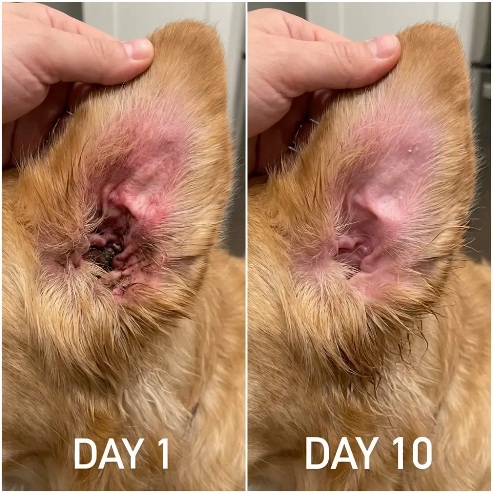 Itchy, inflamed ears → settled